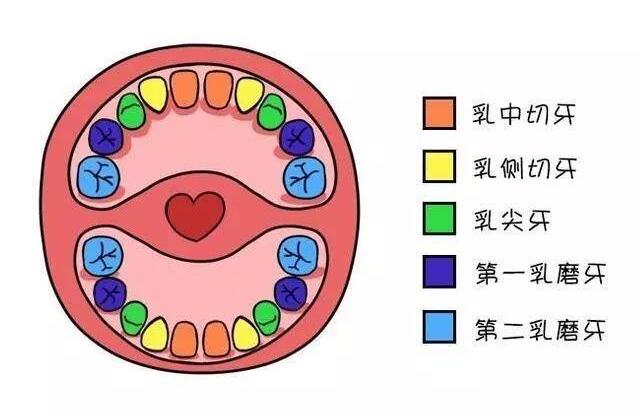 牙齿示意图